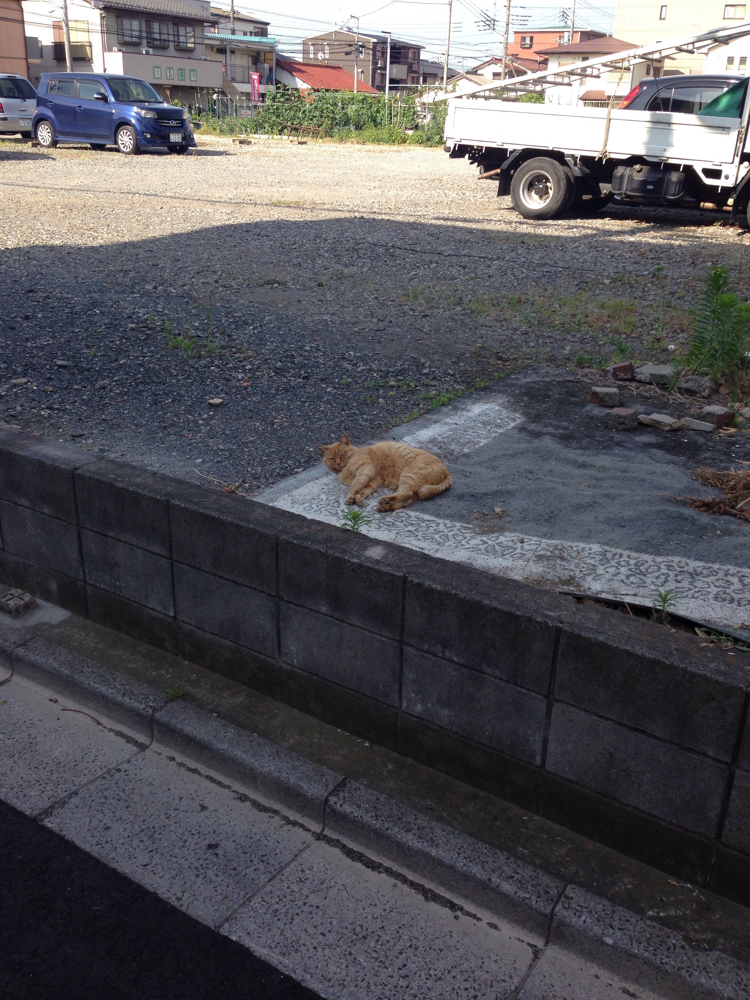 ねこ